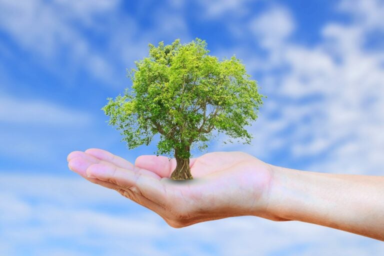 Hand holding a small tree against a blue sky
