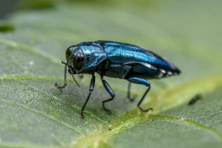 Close up of the invasive emerald ash borer insect standing on a leaf