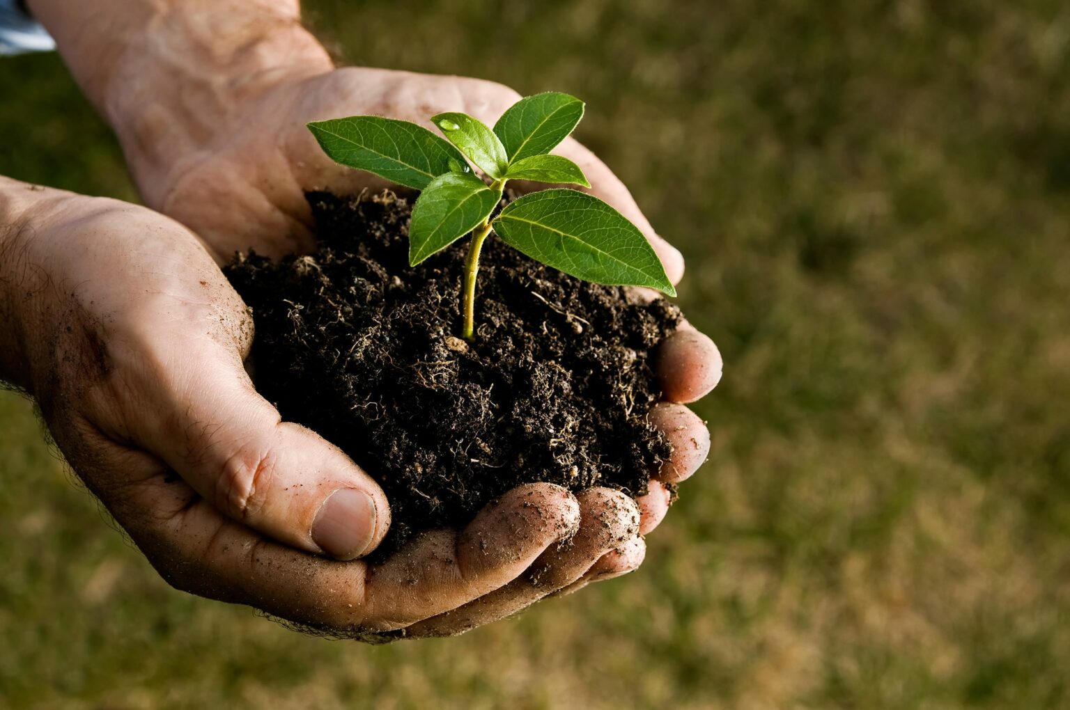 Two hands holding a pile of dirt with a small seedling in the middle
