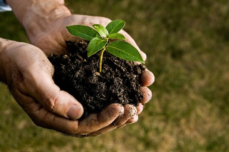 Two hands holding a pile of dirt with a small seedling in the middle