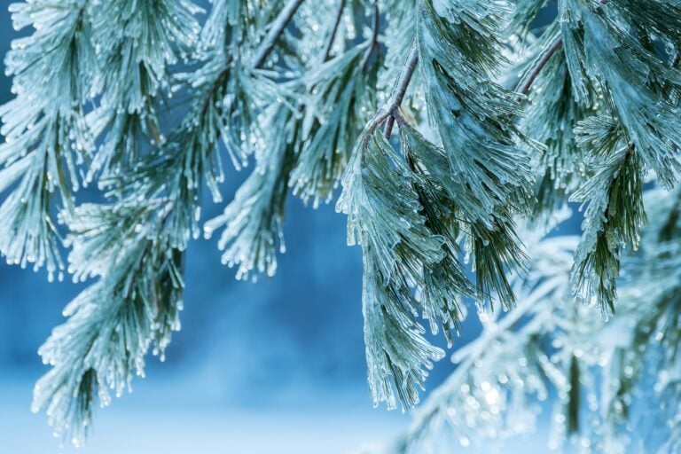 Blue-toned closeup of frozen sprigs of a fir tree, covered in ice