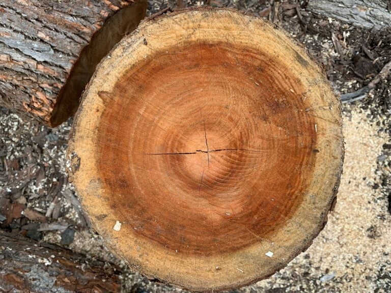 Cross section of a tree stump showing what's behind the bark