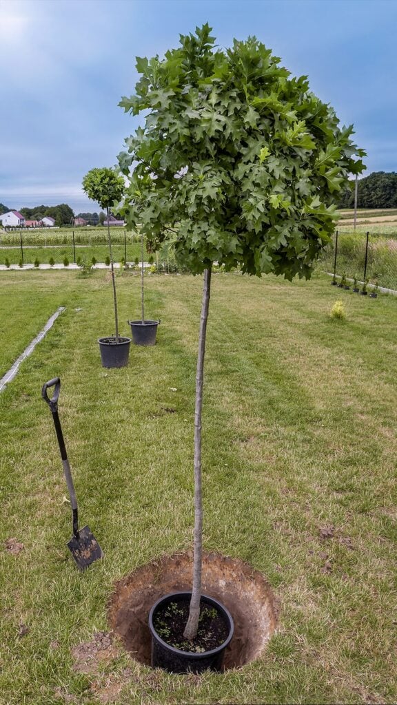 Baby oak tree being planted in a shallow hole