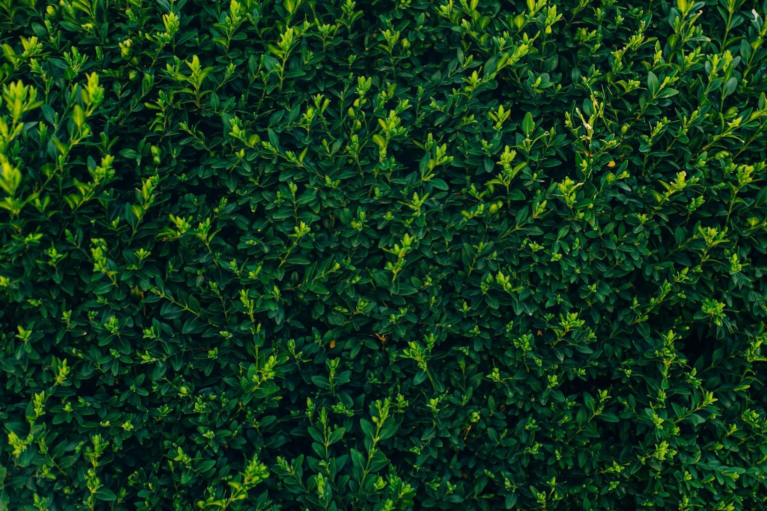 green branches of boxwood in green park background