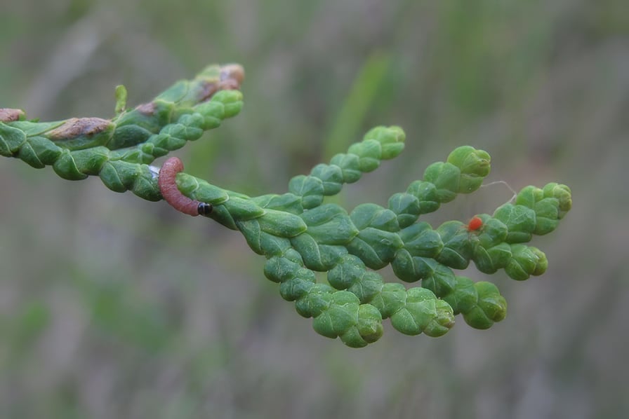A small pinkish cedar leafminer larva (Argyresthia spp.) feeding on a green Eastern white cedar leaf scale.